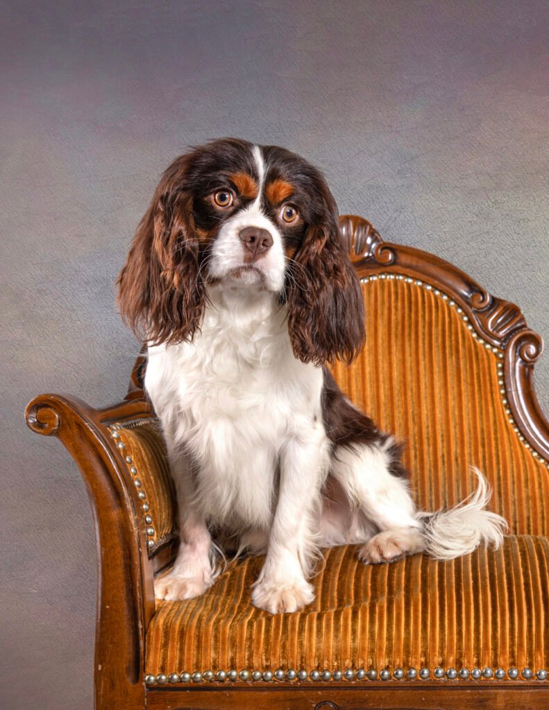 Chocolate Cavaliers UK My Dogs Stormi