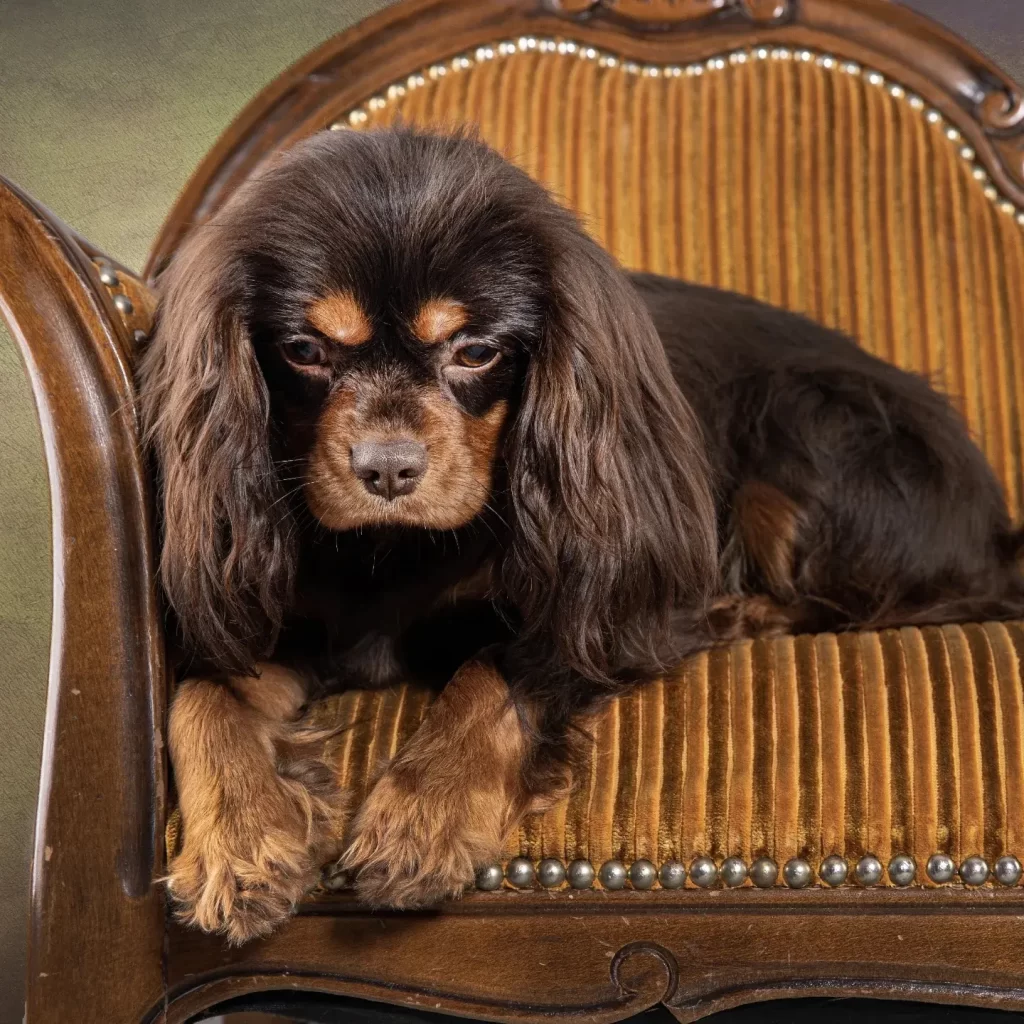 Chocolate Cavaliers UK My Dogs Stormi