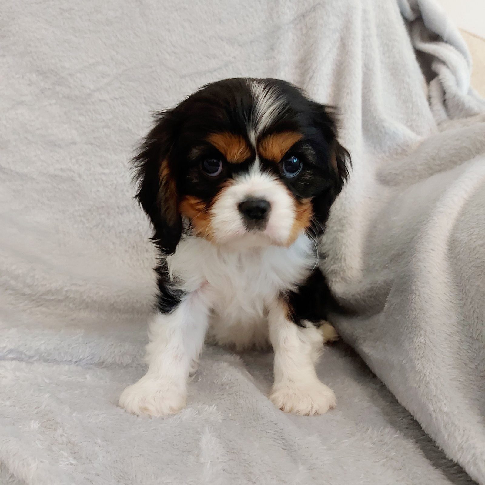 Tri Colour King Charles Spaniel Puppy A Tri Colour King Charles Spaniel Puppy Sitting on a Sofa