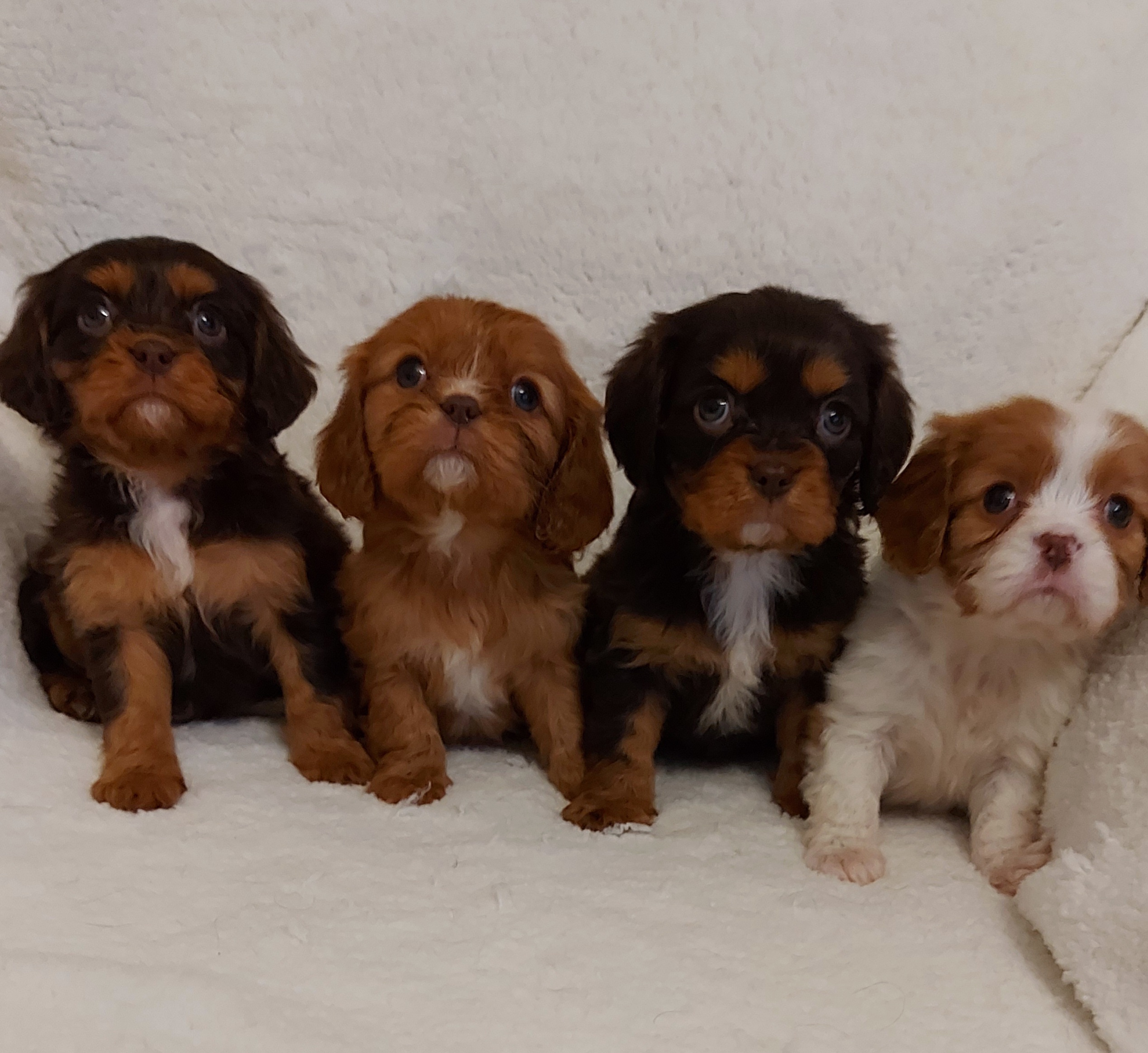 Chocolate Cavaliers UK