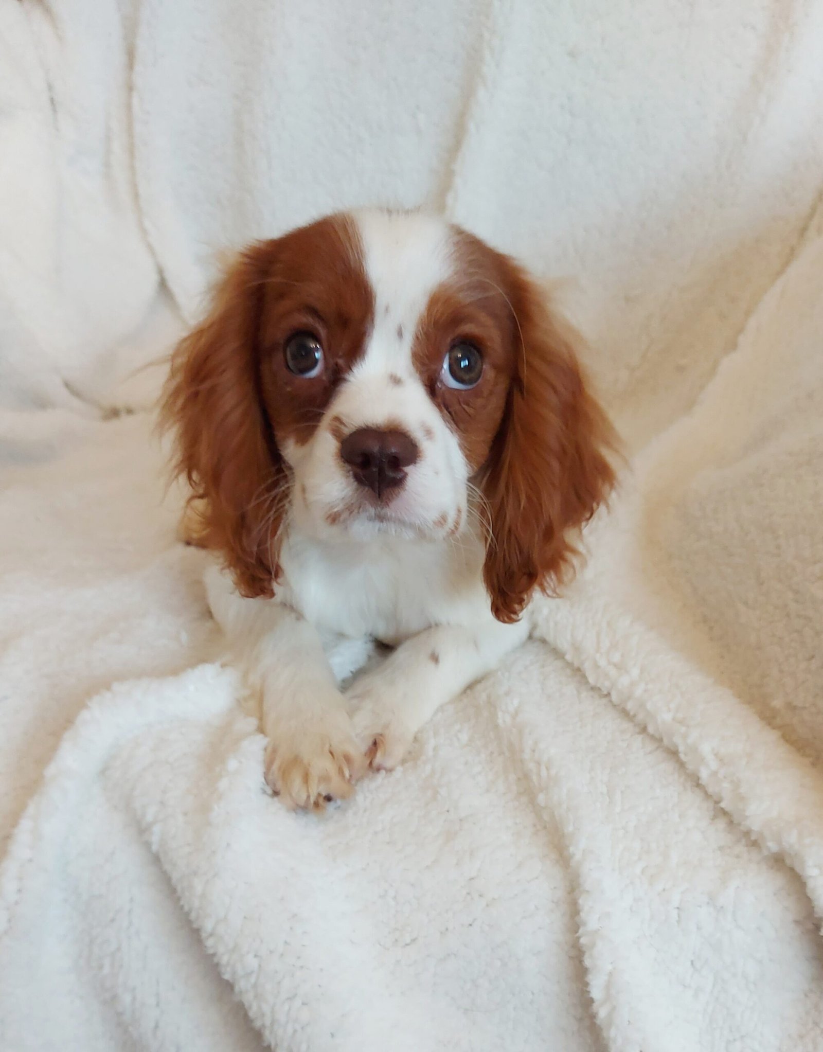 Chocolate Blemheim Coloured King Charles Spaniel Puppy A Chocolate Blenheim Coloured King Charles Spaniel Puppy Lying on a Blanket