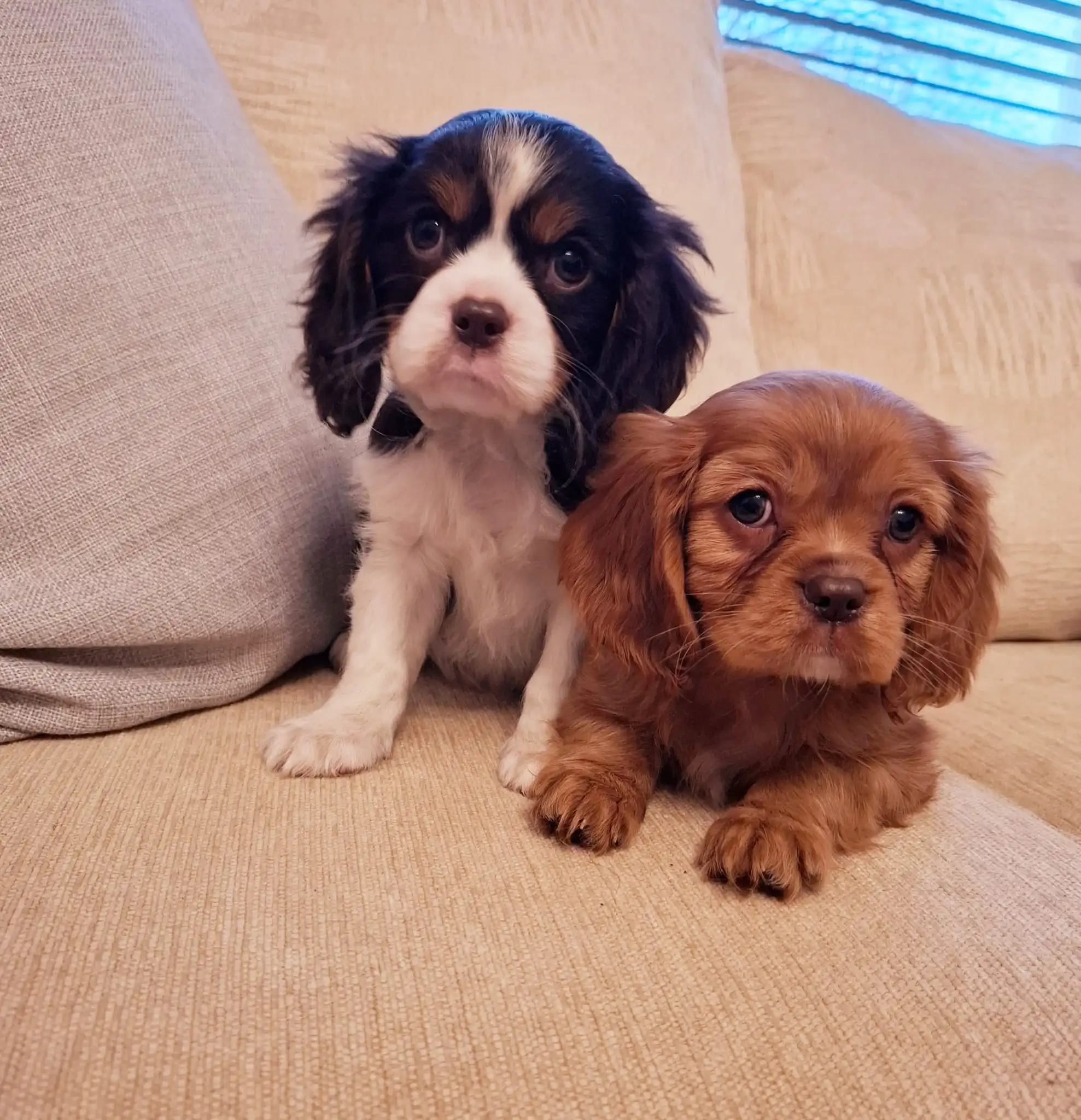 Chocolate Ruby Coloured King Charles Spaniel Puppy Two King Charles Puppies sitting on a sofa, one is a Chocolate Ruby Colour