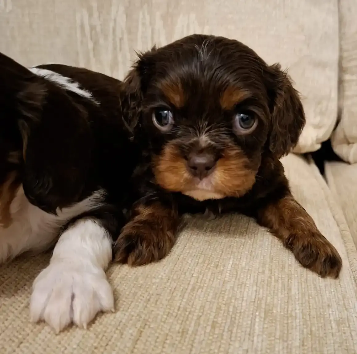 Chocolate & Tan Coloured King Charles Spaniel Puppy A Chocolate & Tan Coloured King Charles Spaniel Puppy Sitting on a Sofa