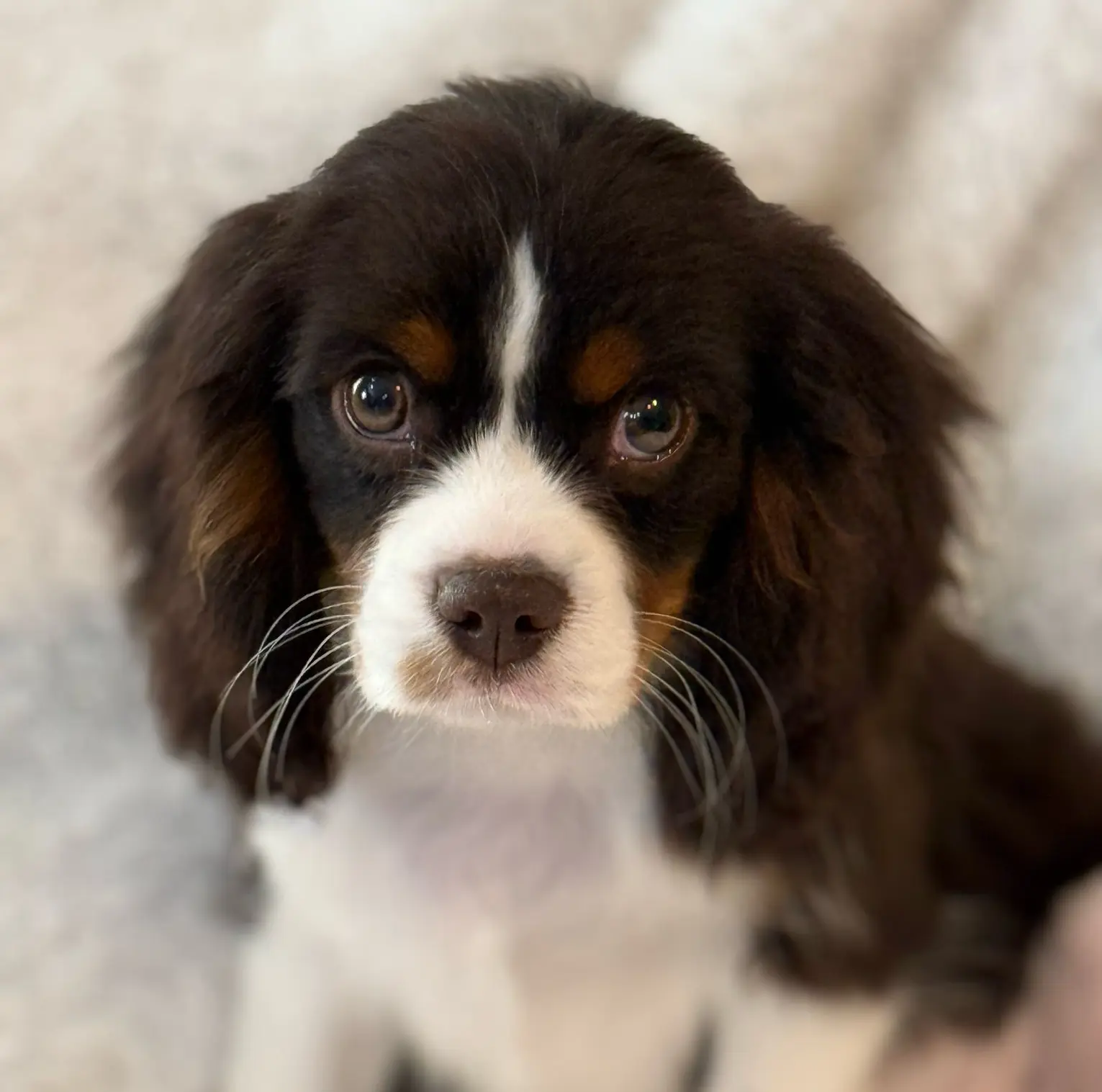 Chocolate Tri Coloured King Charles Spaniel Puppy A Chocolate Tri Coloured King Charles Spaniel Puppy Sitting, Looking Directly at the Camera