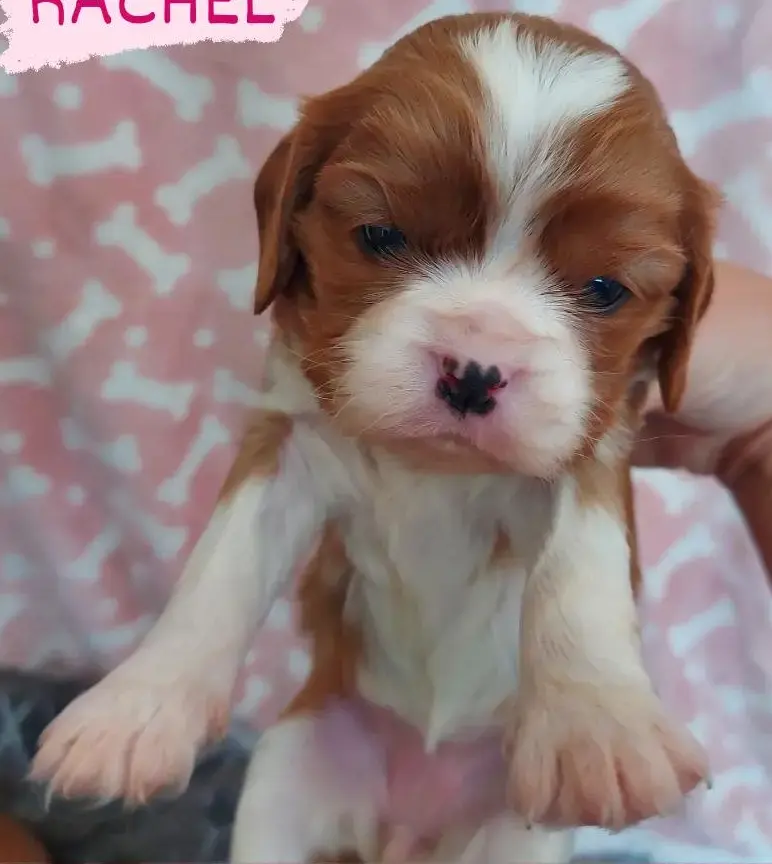 Classic Blenheim Coloured King Charles Spaniel Puppy A Classic Blenheim King Charles Spaniel Puppy Sitting on a Blanket