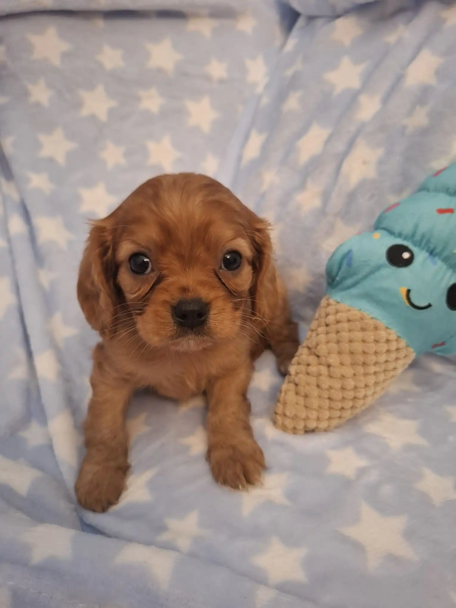 Classic Ruby King Charles Cavalier Classic Ruby King Charles Cavalier, Sat On A Starred Blanket Next To A dog Toy