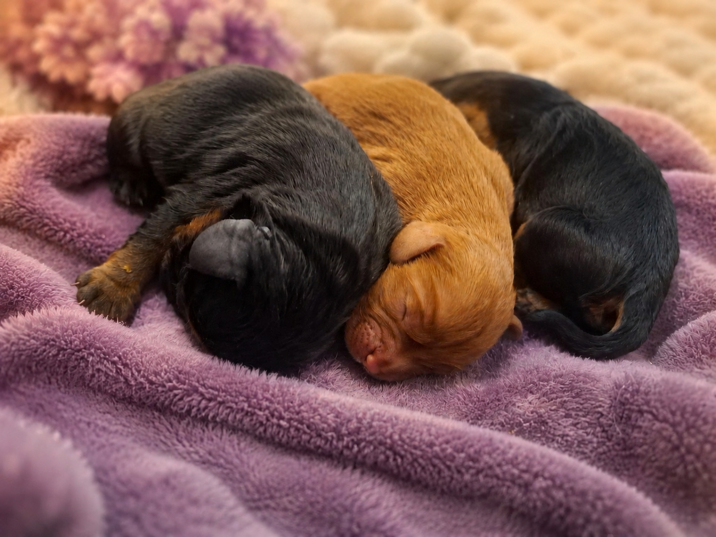 Black and tan males and female chocolate carriers